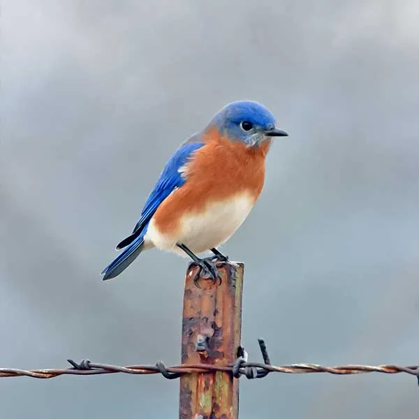An eastern bluebird on a fence post — wildlife and nature in Northwest Illinois