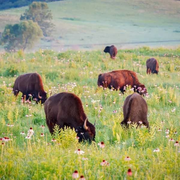 A herd of bison grazing tallgrass prairie