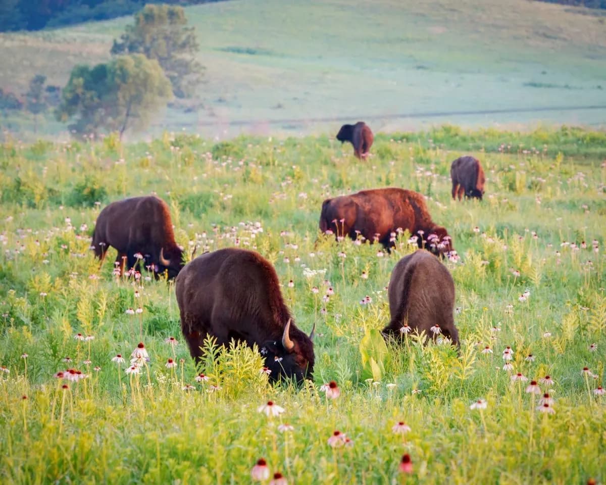 Bison grazing the tallgrass prairie at Nachusa Grasslands on the Lee–Ogle county line